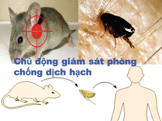 Phòng ngừa bệnh dịch hạch